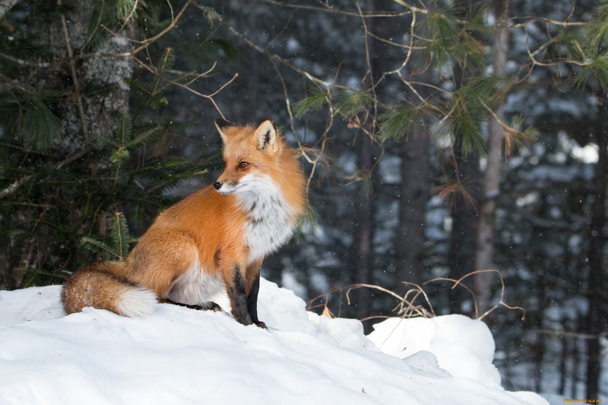 Fox in forest. «Лиса в лесу». Животные зимой в лесу. Лиса зима. Звери в зимнем лесу.